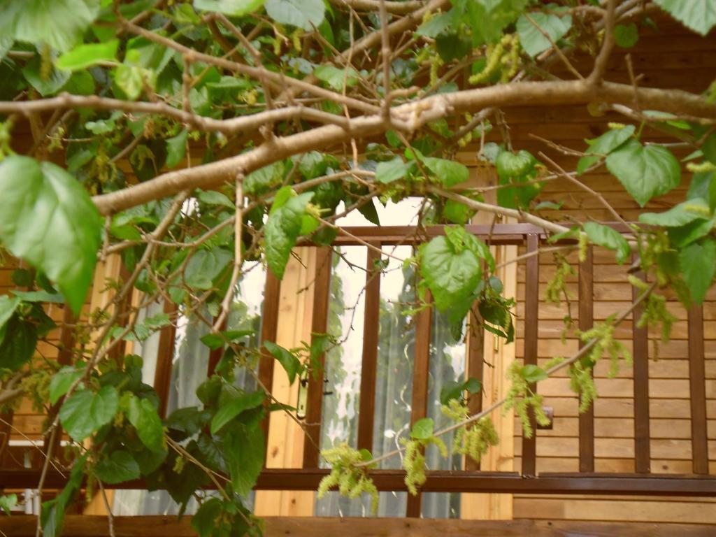 Cesur Pansiyon Hotel Çıralı Exterior foto